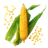Jagung